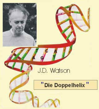 Grafik: Dr. Watson und die 'Doppelhelix'